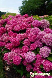 Гортензия крупнолистовая Фрейденштейн ЗКС