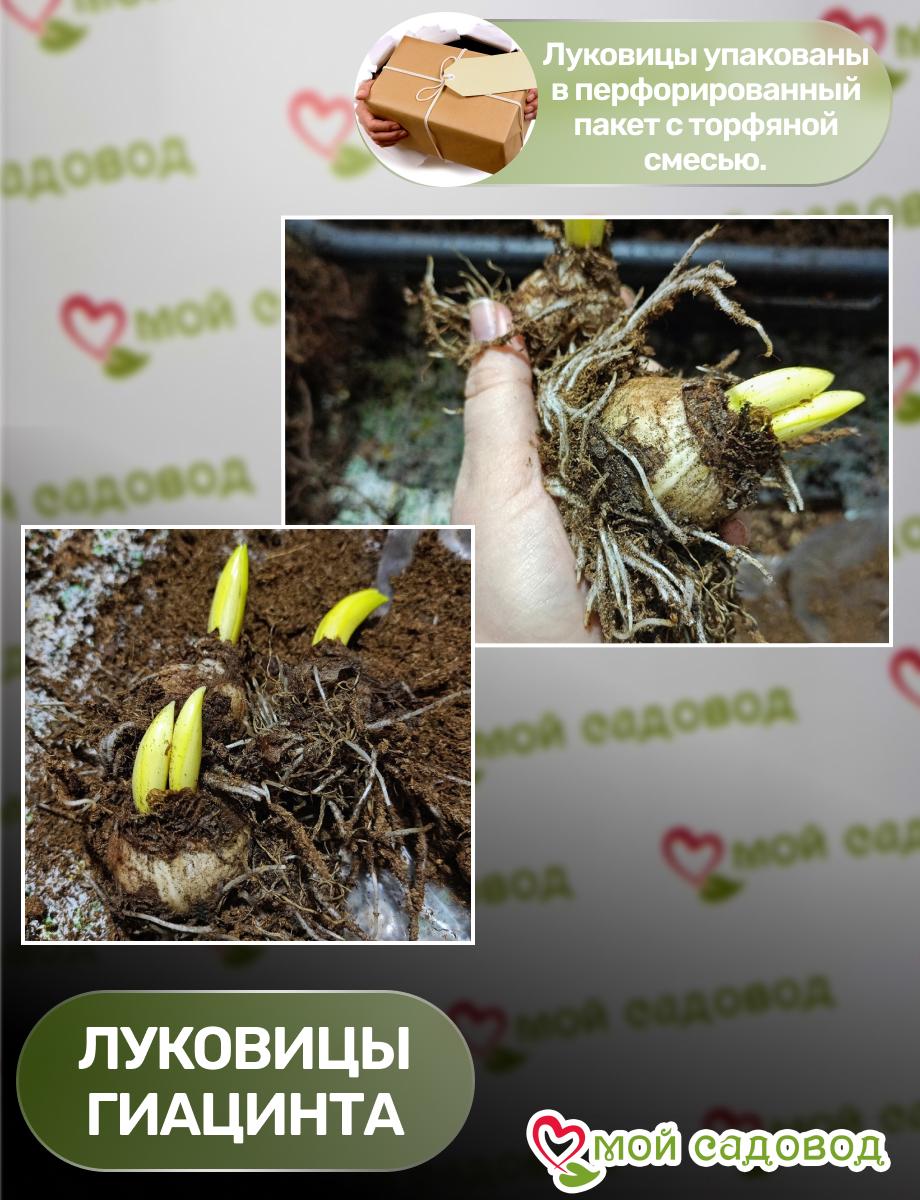 Гиацинт Сансет Голд