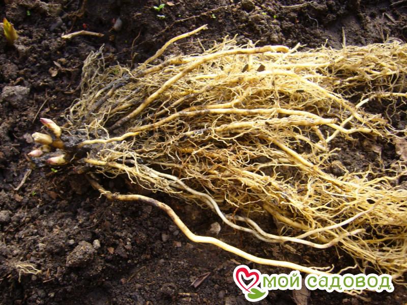 Флокс Блэк Коул